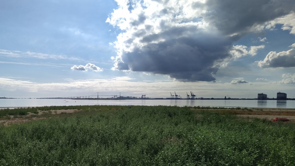 Dératisation du banc de Bihlo: un an après l&rsquo;éradication du rat surmulot menée par HELP sarl est confirmée&nbsp;!