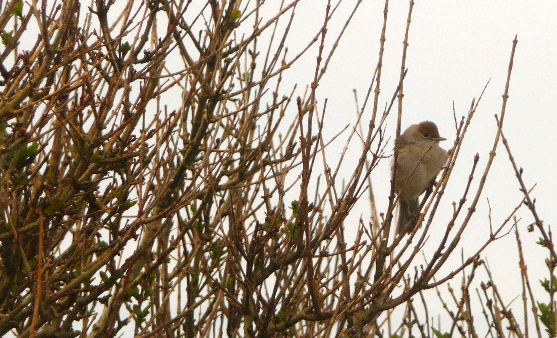 fauvette à tête noire.JPG