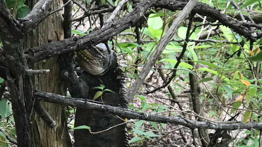 HELP SARL SUR L&rsquo;ILET CHANCEL –&nbsp;MARTINIQUE