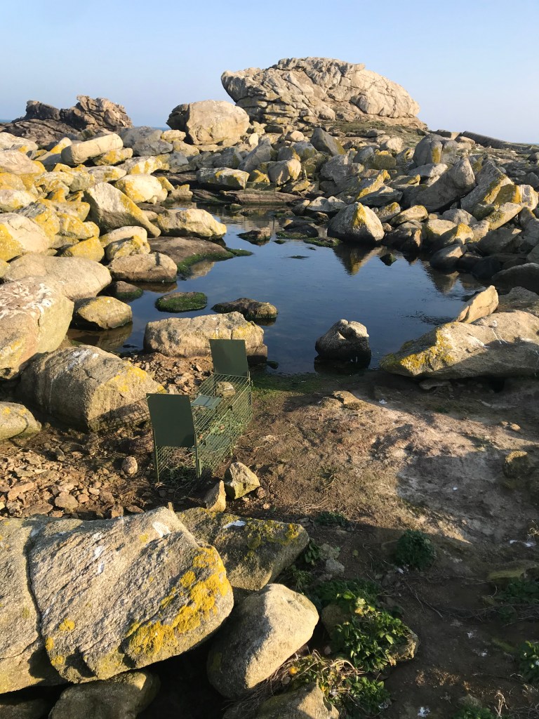 Régulation de la population de ragondins sur l&rsquo;île&nbsp;Vierge