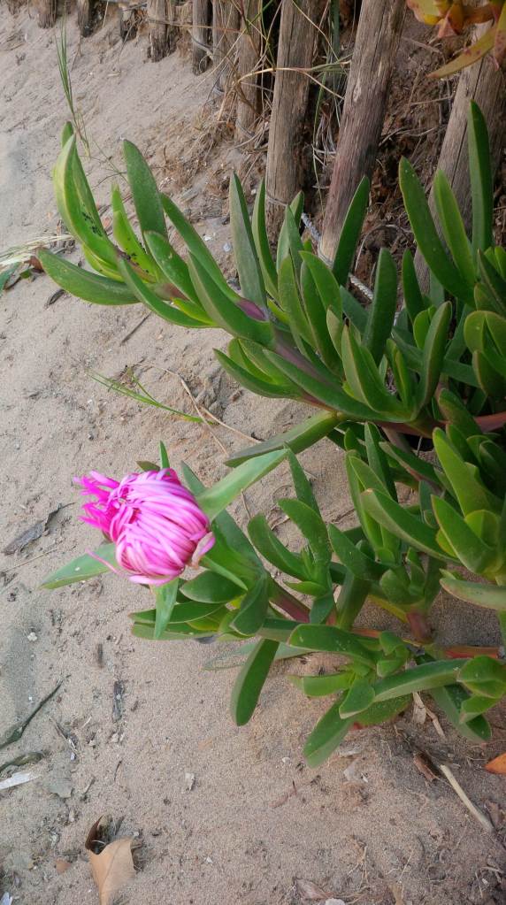 Griffes de sorcière – Carpobrotus&nbsp;edulis